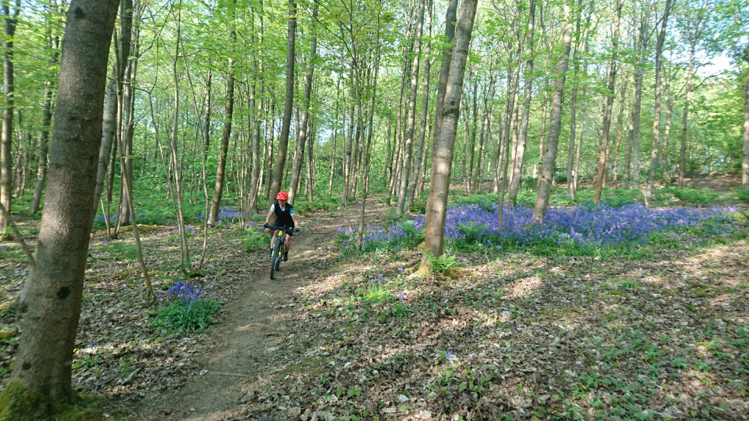 friston forest mtb trails